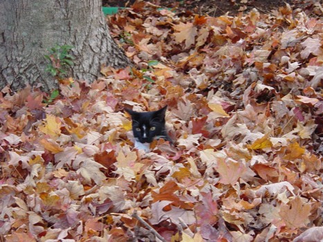print a poster - Cat Buried In Leaves - DSC02250JPG.jpg