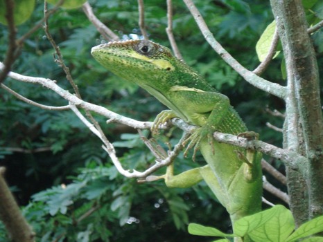 print a poster - Lizard - DSC05513.JPG.jpg