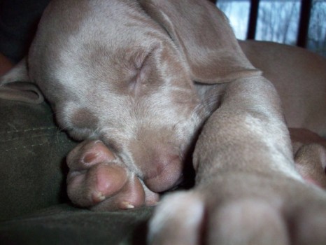 custom - Sleeping Puppy - roxy1.jpg