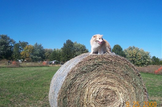 poster from pictures - Dog On Hay Roll - DCP_1519.jpg