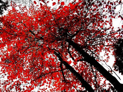 print a poster - Tree - 2.jpg