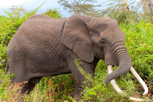 digital - Elephant Bushes - IMG6854.jpg