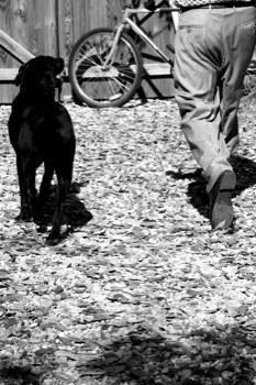 24 x 36 poster prints - Dog - 21412.jpg