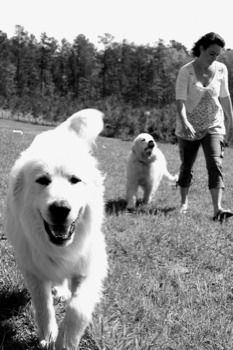 24 x 36 poster prints - Dog - 2463.jpg