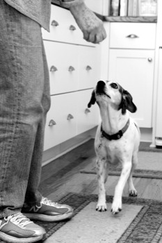 24 x 36 poster prints - Dog - 2173.jpg