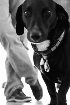 24 x 36 poster prints - Dog - 2388.jpg