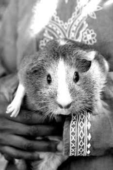 24 x 36 poster prints - Guinea Pig - 4715.jpg