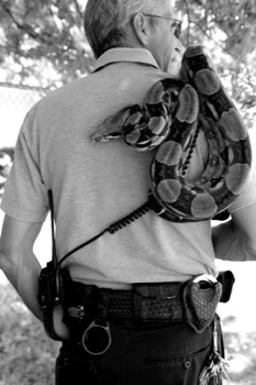 24 x 36 poster prints - Snake - 4727.jpg