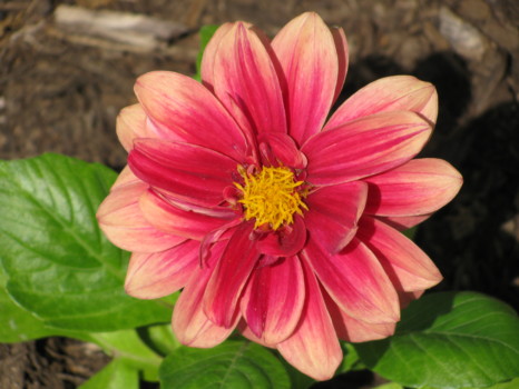 print a poster - Flower - IMG_1501.jpg