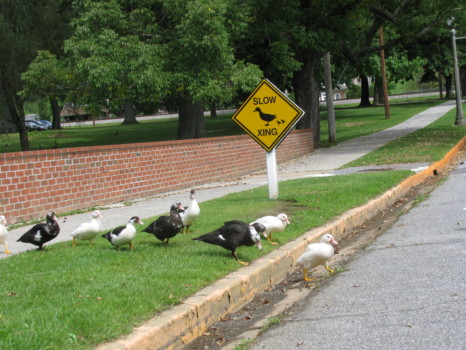 print a poster - Duck Crossing - IMG_2531.jpg