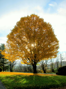 print a poster - Tree Fall Color - IMG_3327.jpg
