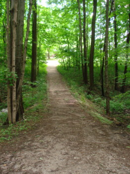 make - Trees - DSC02012.jpg