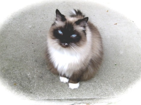 print a poster - Cat - IMG0434JPG.jpg