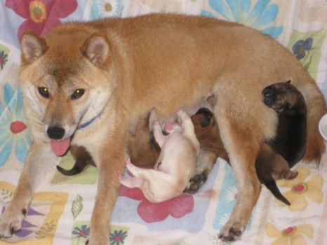 poster from digital photo - Puppies - phoebepuppies.jpg