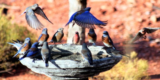 posterbrain - Birds - IMG2877edited1jpgHDRCOPYedited.jpg