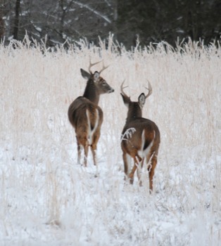 picture - Antelope - DSC_0253.JPG.jpg