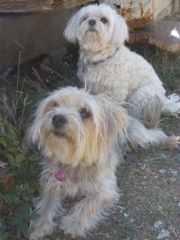 print a poster - White Small Dogs - P8220195.jpg