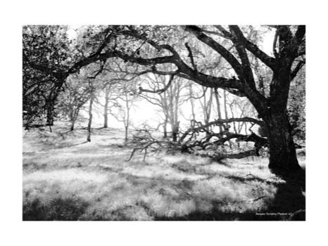 print a poster - Tree - morganterritorypasture24x18w2i.jpg
