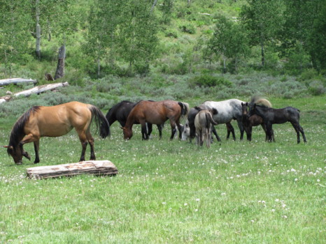 posterbrain - Horses - IMG_0501.jpg
