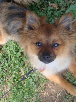 where can i get a picture blown up to poster size - Dog Leash Grass Ground - stella.jpg