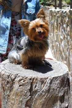 poster - Yorkie Dog - DSC0093.jpg