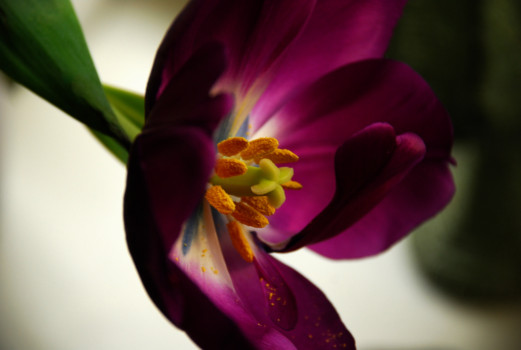 poster - Flower - 2008_home_alone.tif