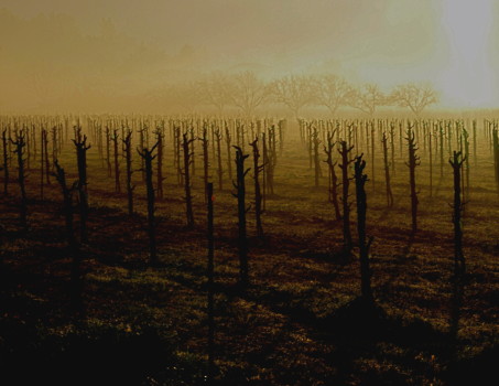 posterbrain - Vineyard - Green_Valley_Stillness.jpg