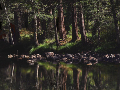 posterbrain - Forest Creek - Ultimate_injun.jpg
