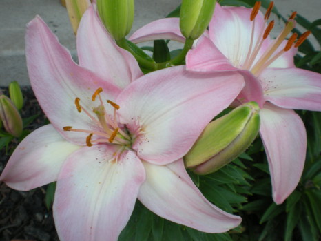 print a poster - Lily Flowers - DSCN1015.jpg