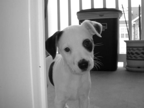 print a poster - Dog - Rhemo_2_3.jpg