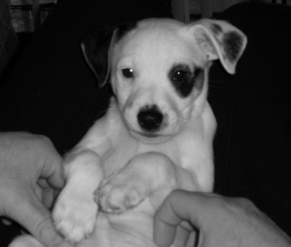 print a poster - Dog - Rhemo_3_3.jpg