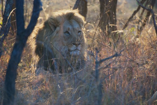 best - Lion - DSC_0372.jpg