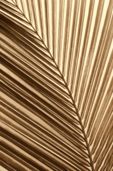 print a poster - Palm Tree Leaves - Palm_Leaf_1.jpg