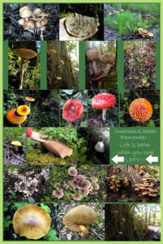 poster - Mushrooms - Mummy_mushroom_birthday_1.jpg