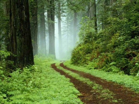 pictue - Green Forest Foot Pathway - forest.jpg