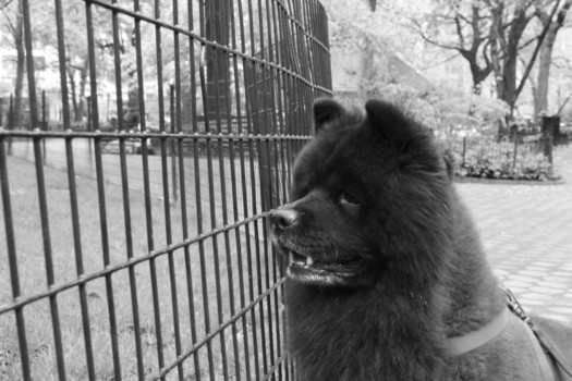 print a poster - Chow Chow Dog - IMG_1084.jpg