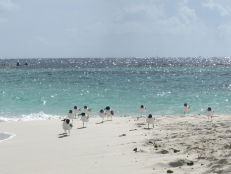 digital photo enlargement poster - Birds - PSV_042.jpg