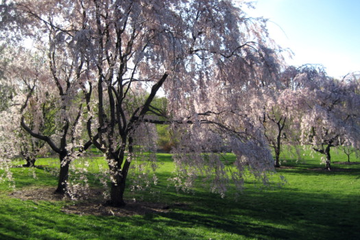 print a poster - Trees - IMG_3161.jpg