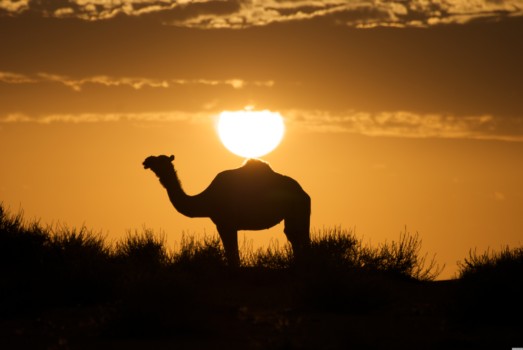 print a poster - Carmel - Camel_1_1.jpg