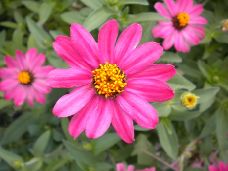 print a poster - Green Plants Pink Flowers - Branson007JPG.jpg