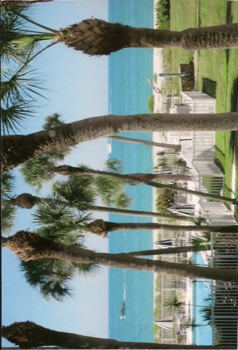 poster printing - Palm Trees - goldenbeachposter0001.tif