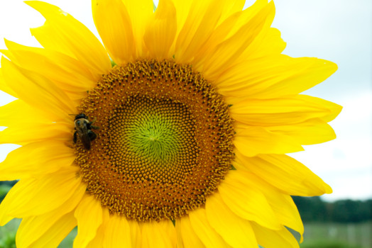 print a poster - Sunflower - DSC05219_Sunflower_on_a_Cloudy_Day.tif