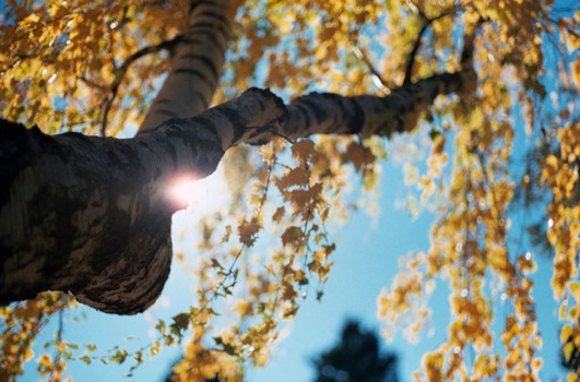 large - Tree - 5124272439fe46e6b358o.jpg