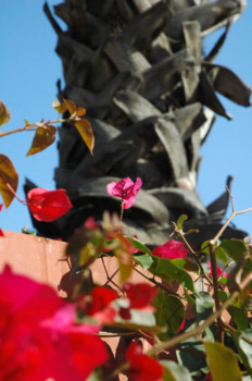 print a poster - Flower - DSC_0109.jpg