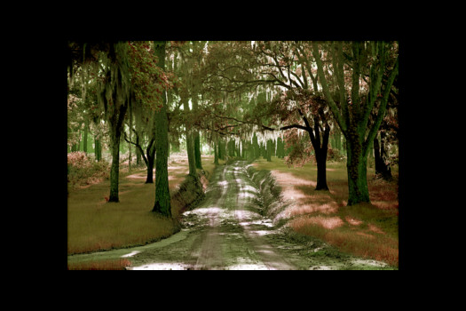 print a poster - Tree Covered Road - ringoakallee24x36.tif