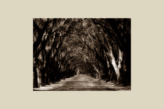 print a poster - Tree Covered Road - sepiaallee24x36.tif