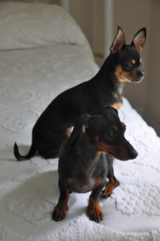 print a poster - Dogs - DSC_0044.jpg