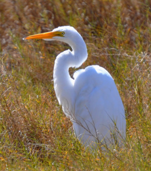 print a poster - Bird - DSC_0141.jpg