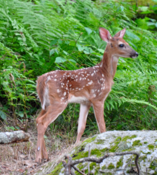 print a poster - Fawn Deer - DSC_0406.jpg