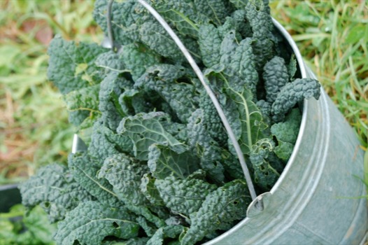 enlarge - SpInach Vegetables In a Bucket - DSC0047.jpg